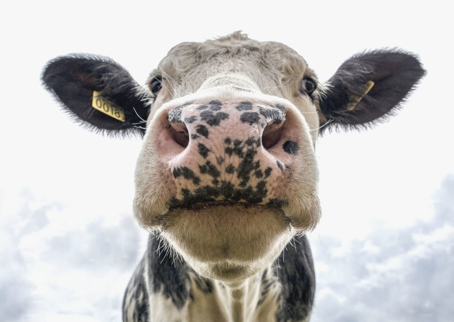vegan argentina cow