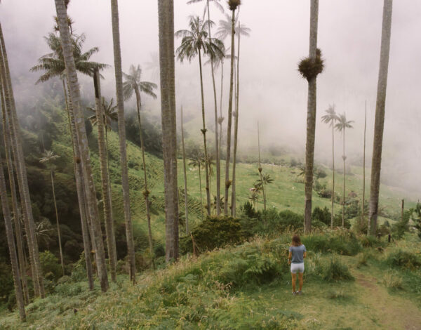 Cocora Valley famous places in Colombia