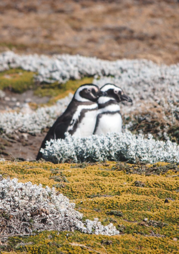 Penguins in Patagonia