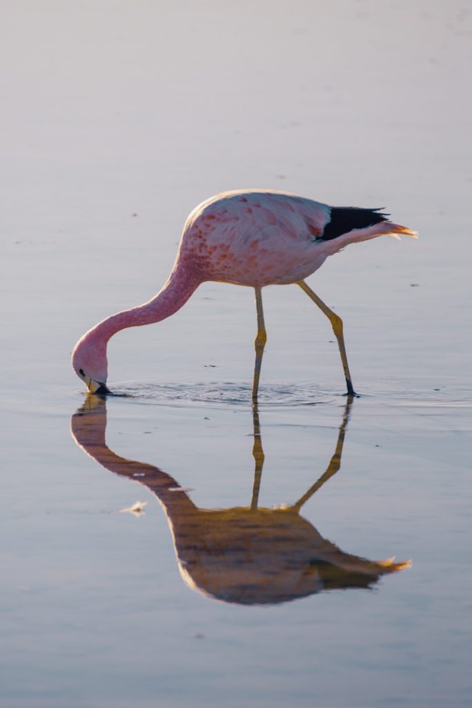 Flamingo close up