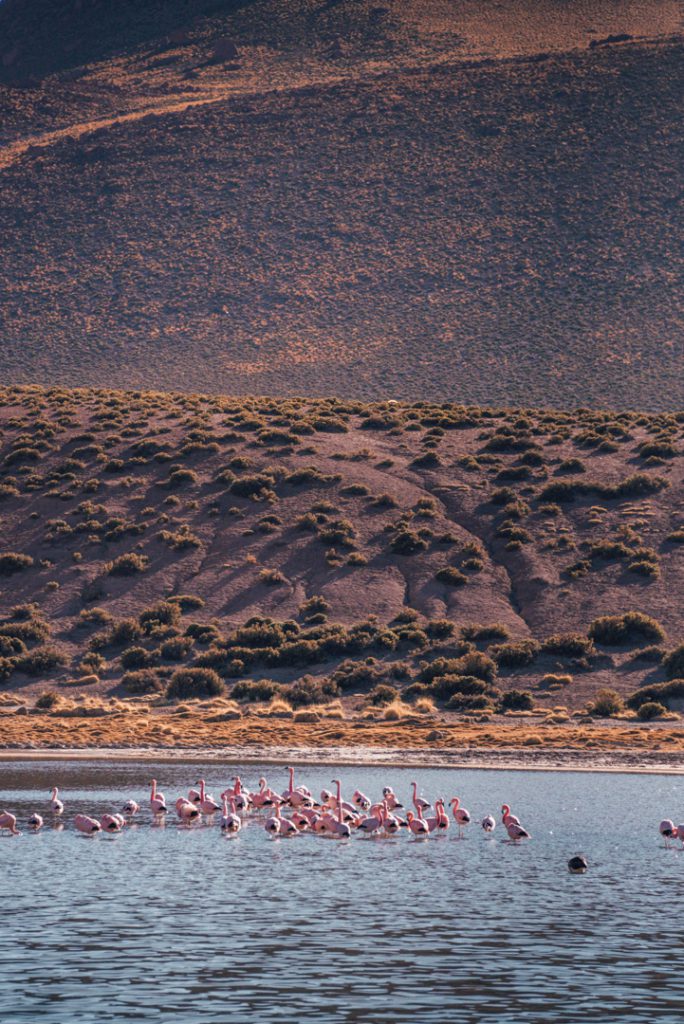 Flamingos in the Atacama Desert