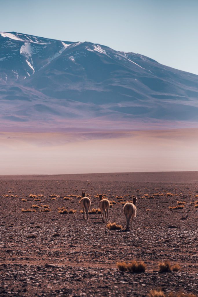 Vicunas in the desert