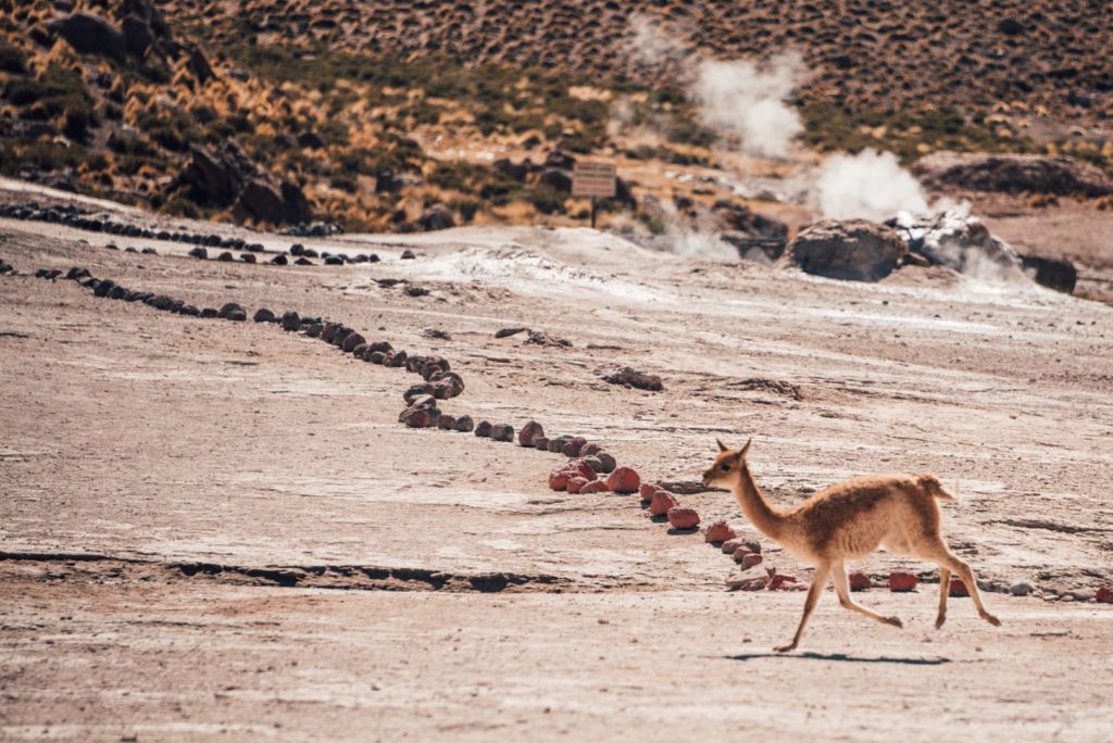 Vicunas in Atacama Desert