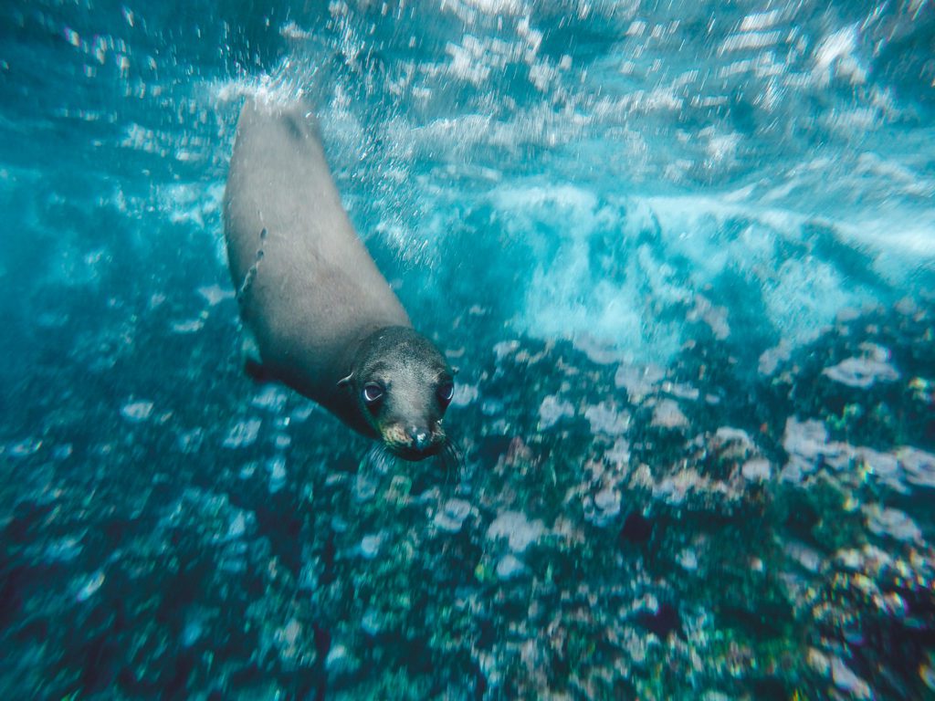 Sea lion swimming under the water