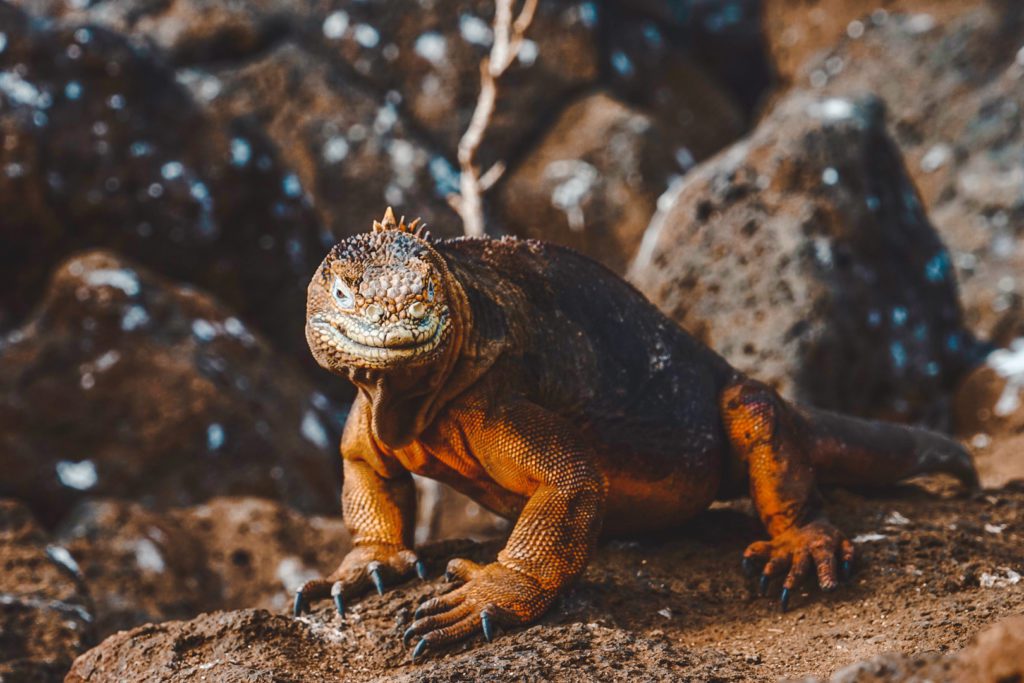 Land iguana in the Galapagos
