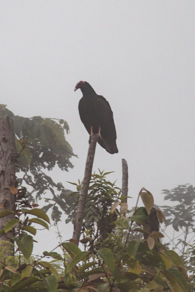 Condor in the jungle