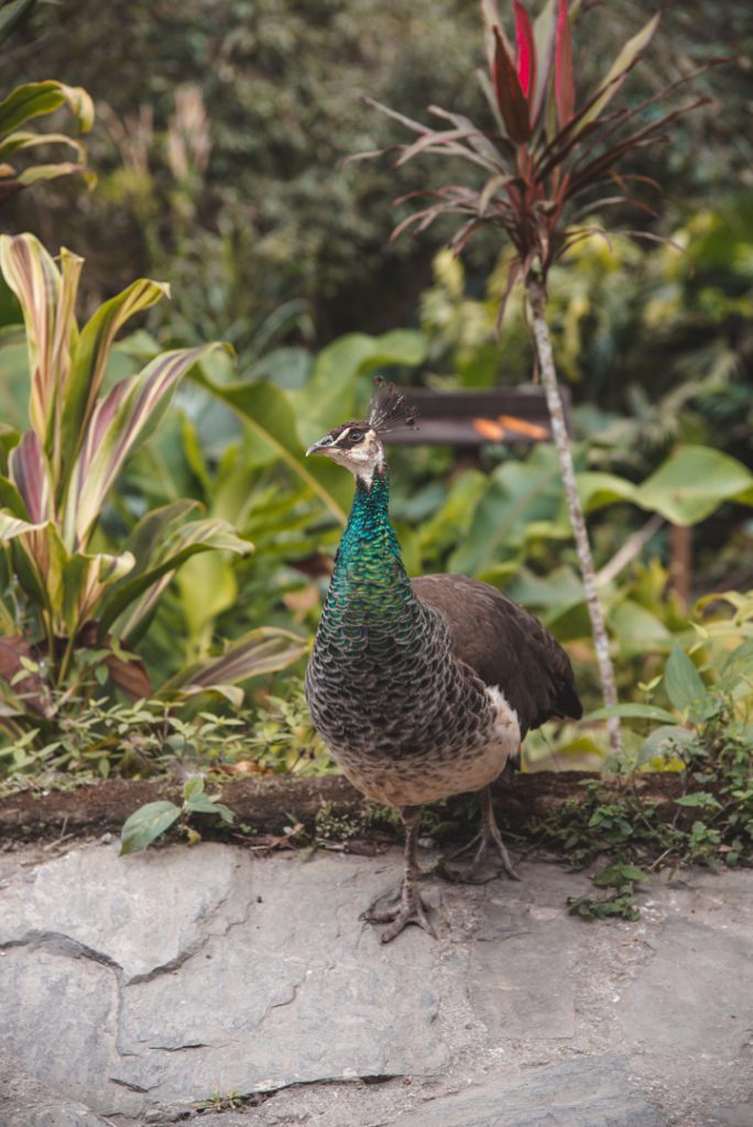 Peacock at Reserva Natural Tierra Adentro in Minca Colombia