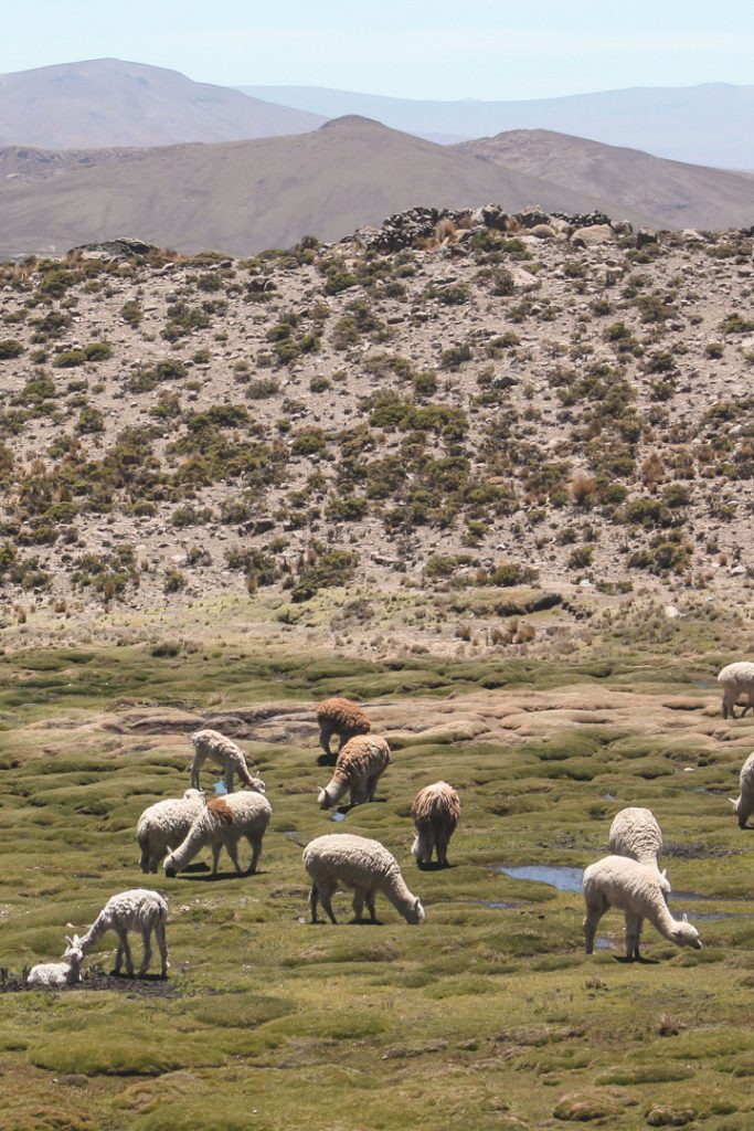Alpacas grazing in Peru