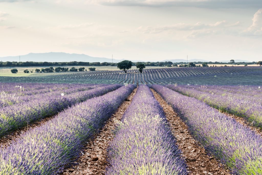 Norfolk lavender