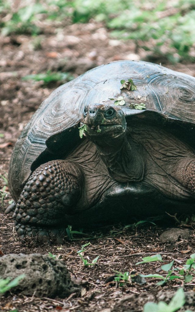 Giant tortoise on Galapagos islands