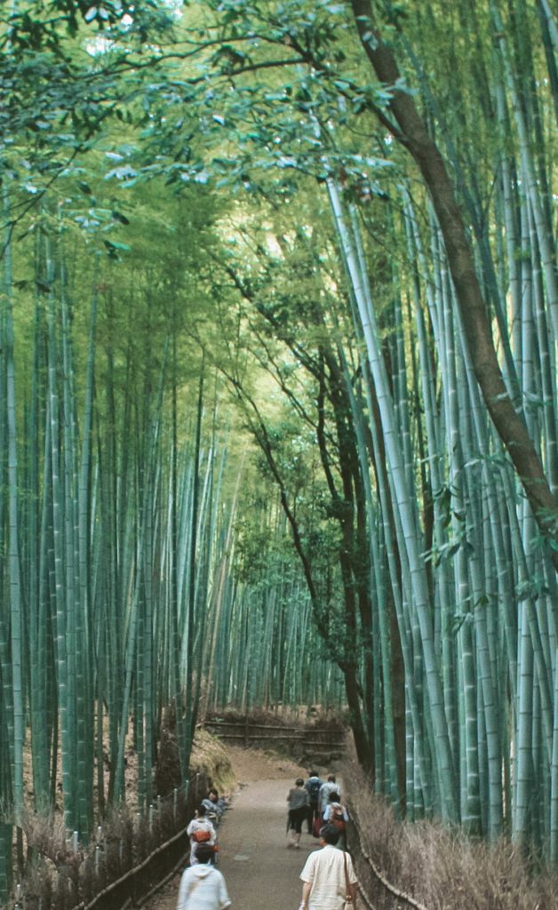 Arashiyama bamboo forest japan