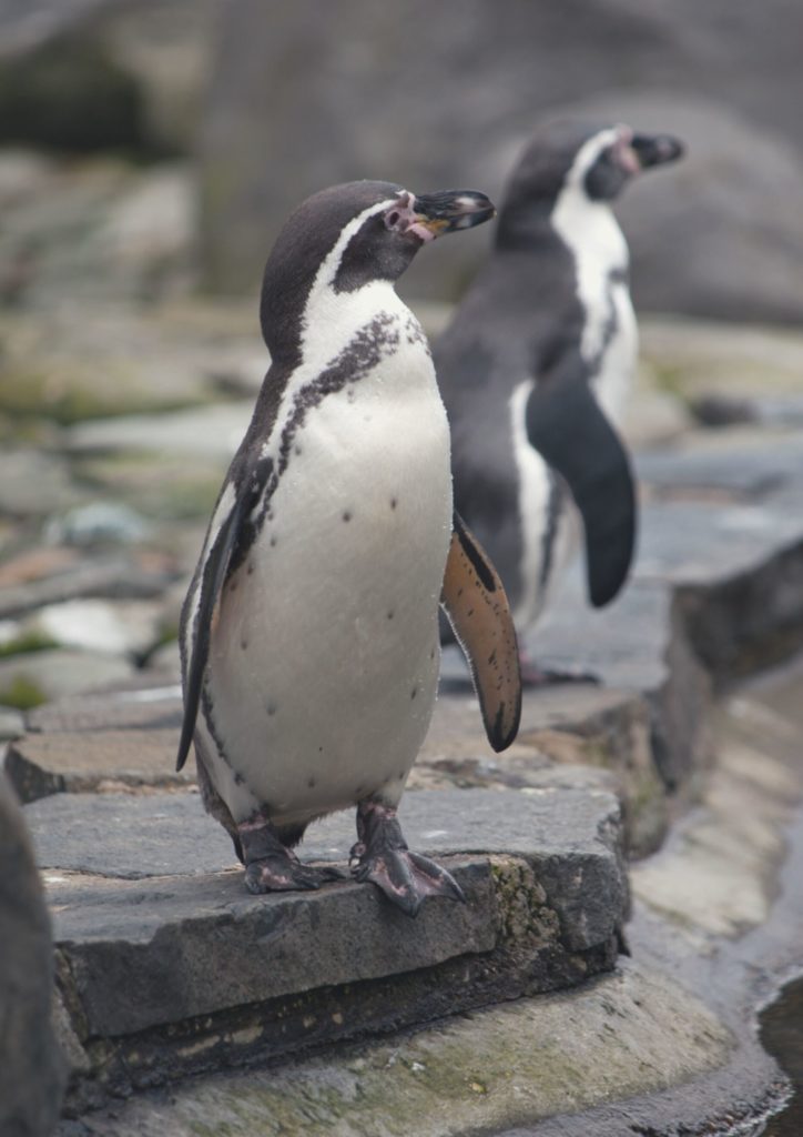 Humboldt Penguin northern Chile