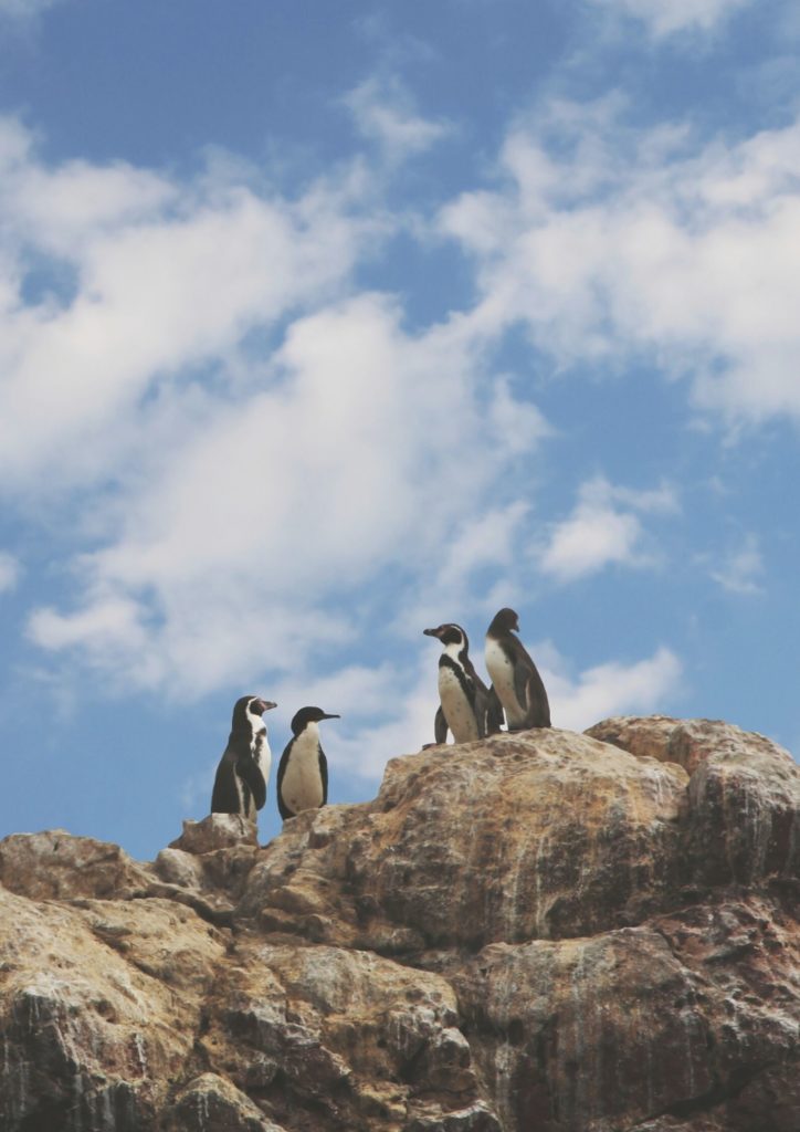 Humboldt Penguin, northern Chile