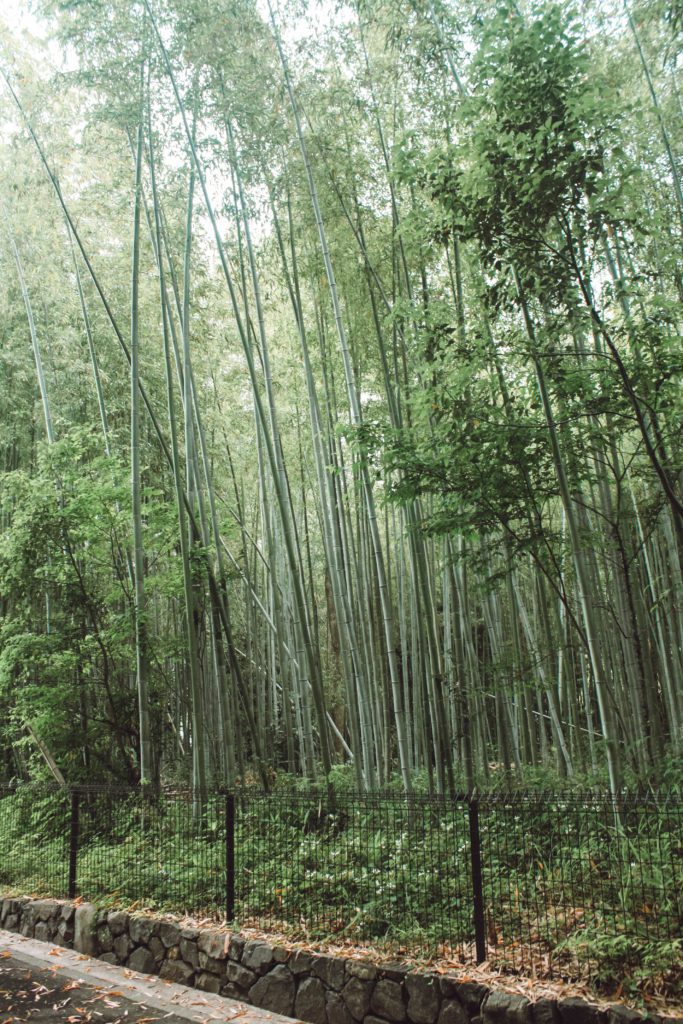 2 day Kyoto itinerary: bamboo forest of Kyoto