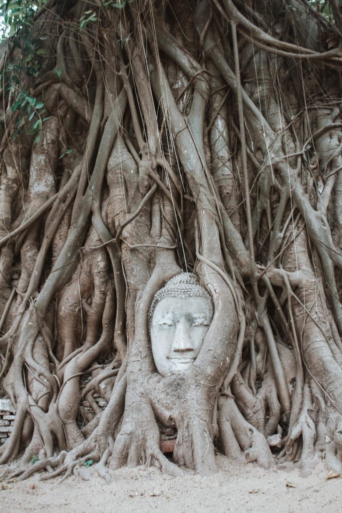 Buddhas head wrapped in tree roots in Ayutthaya