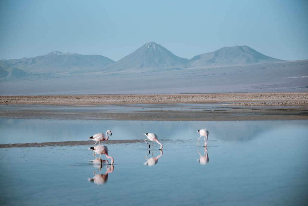 Flamingos in Laguna Chaxa Chile