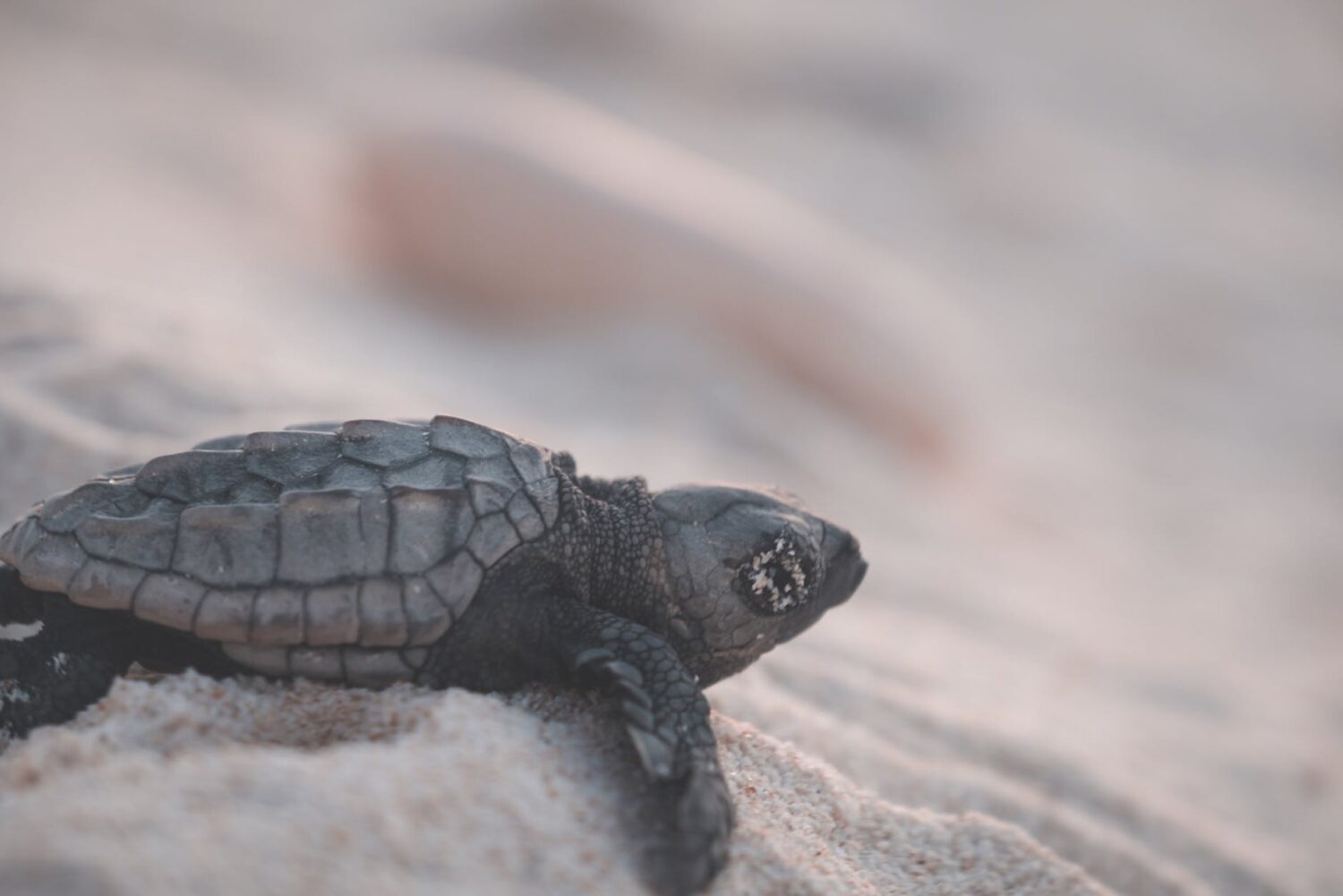 turtle on sandy beach in nature