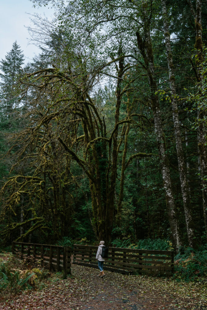 woman on hiking trail in Olympic NAtional Park