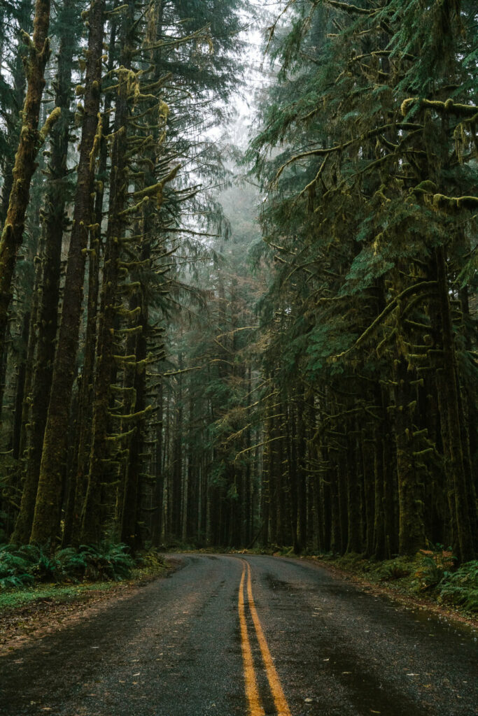 Forest Washington state Olympic Peninsula