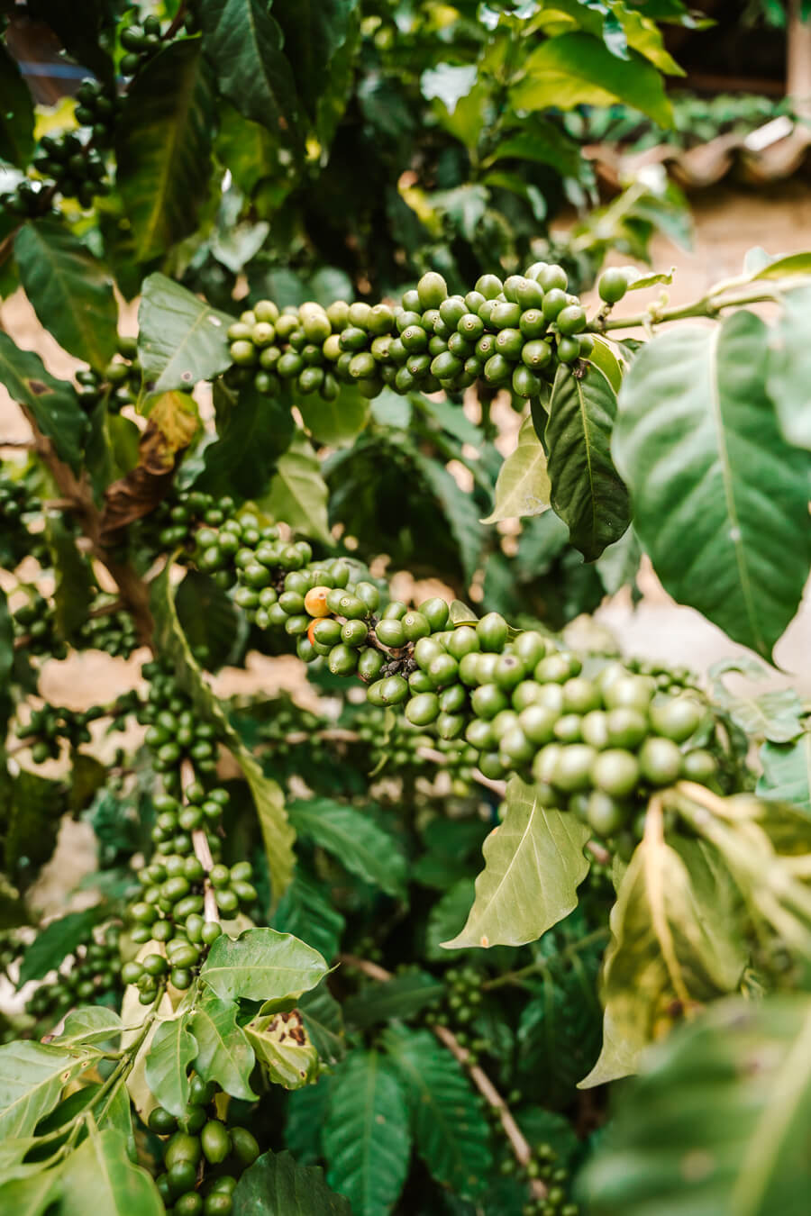 coffee beans in Guatemala