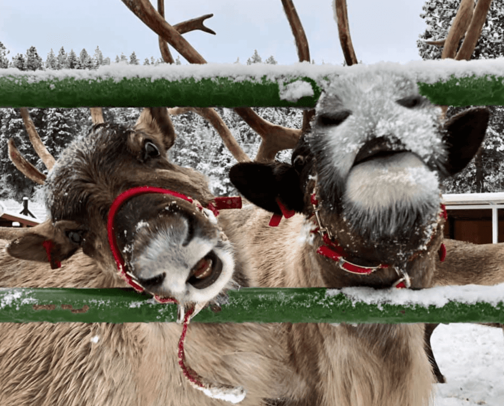 reindeer at Leavenworth farm