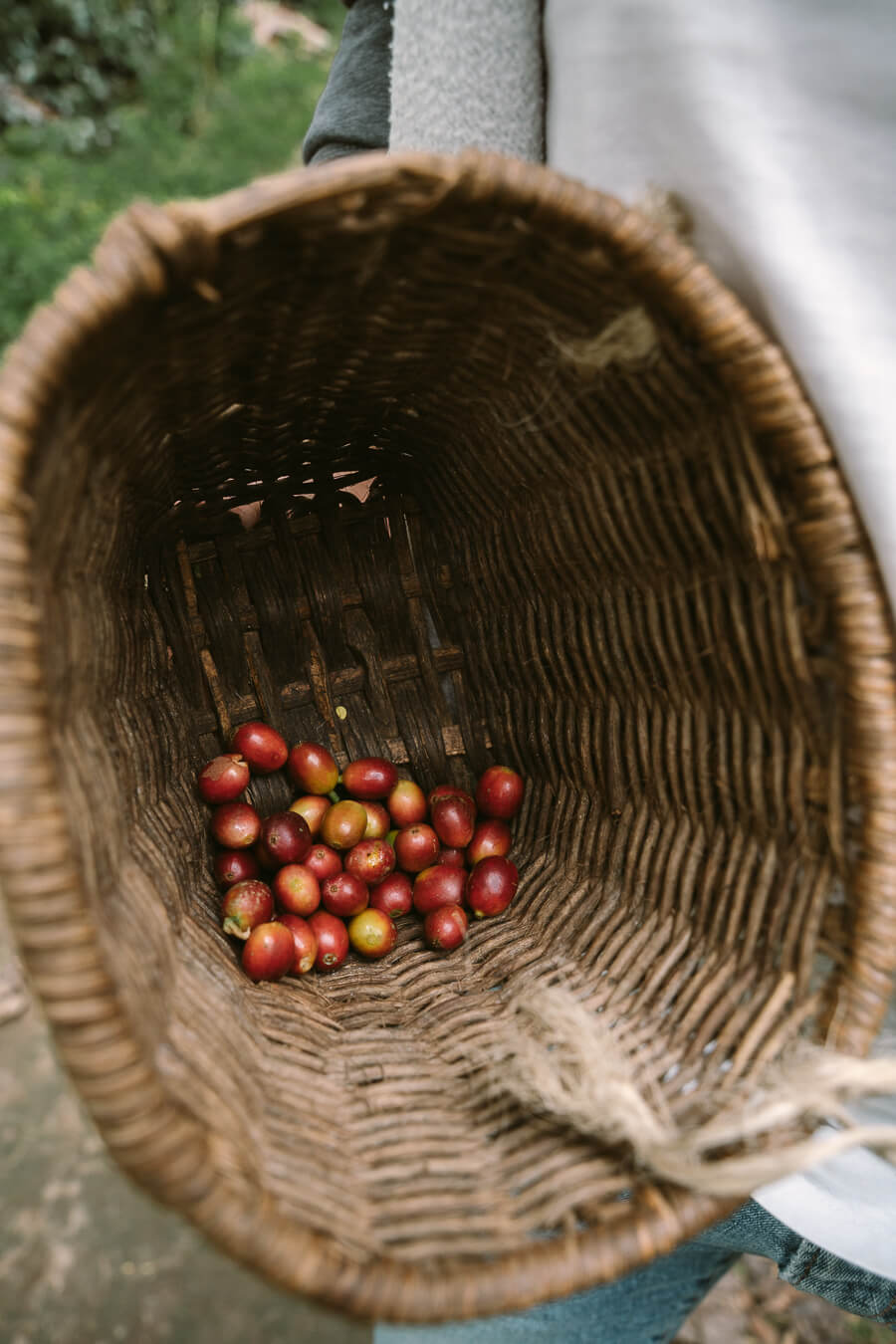 Coffee picking in Salento, Colombia