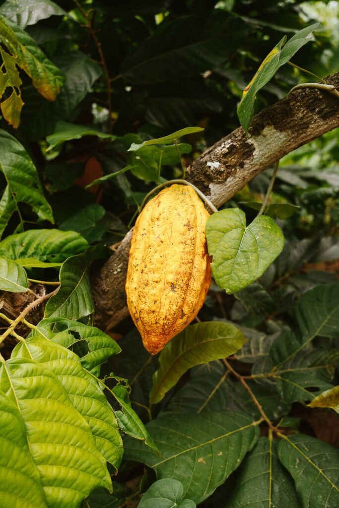 Cacao at The Fort Hostel