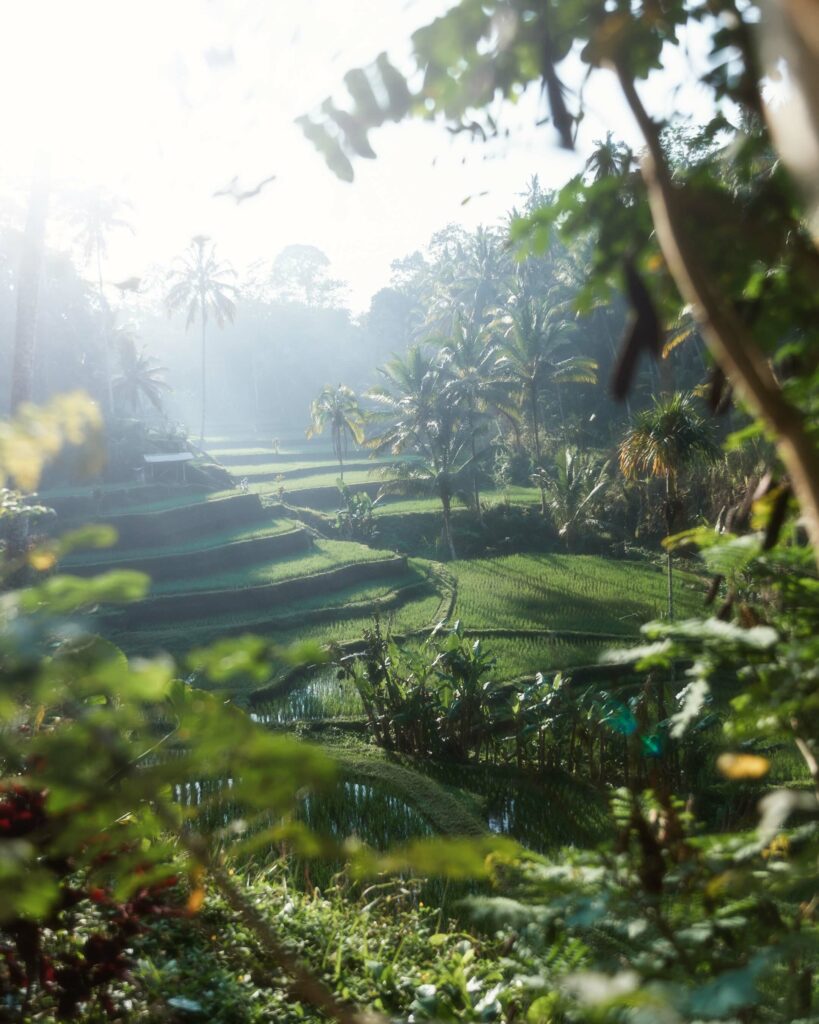 Bali rice terraces at sunrise