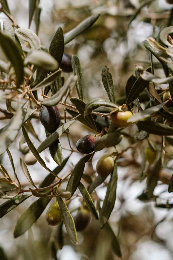 olives on tree