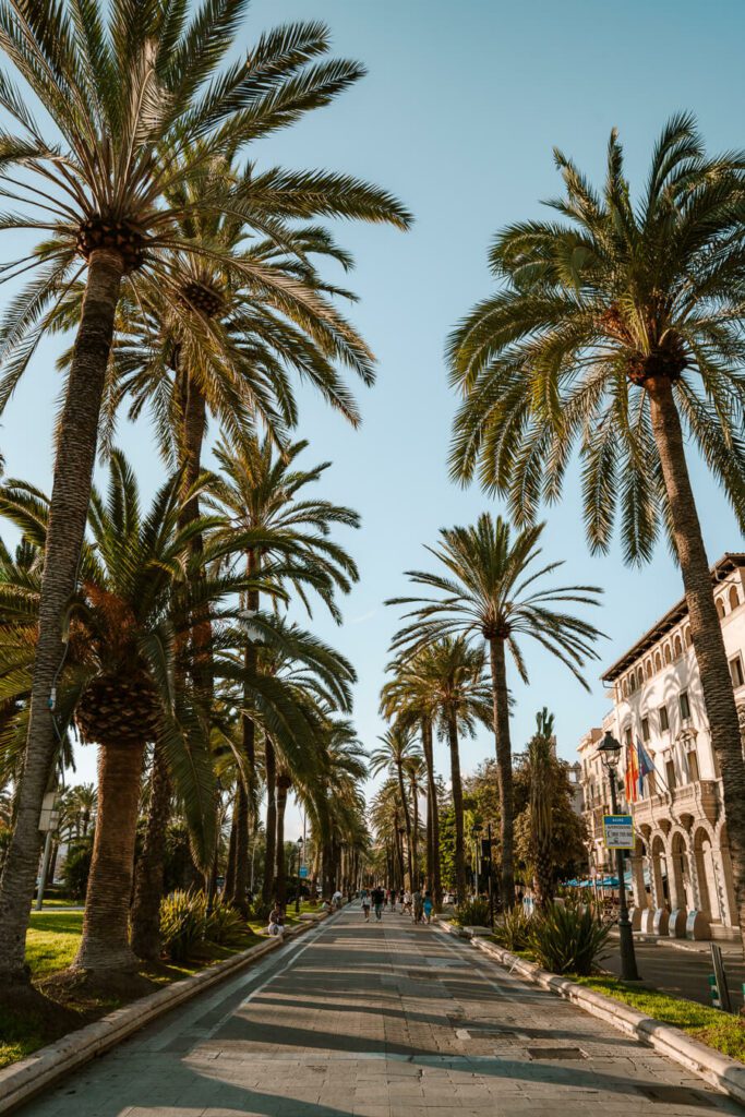 Palm lines promenade in Palma Mallorca