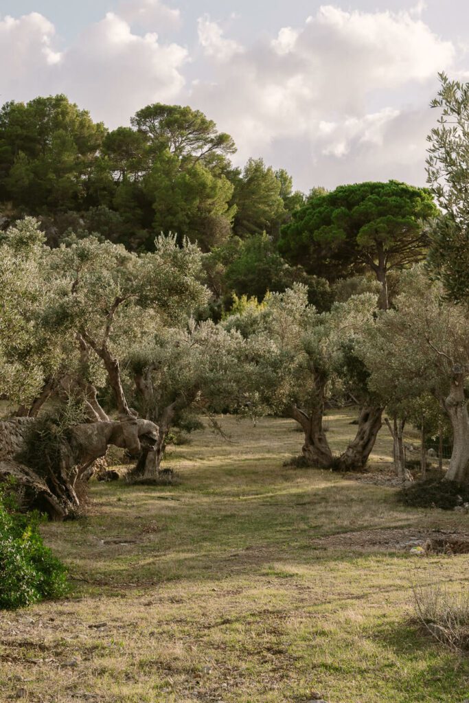 olive groves on a yoga retreat in Mallorca