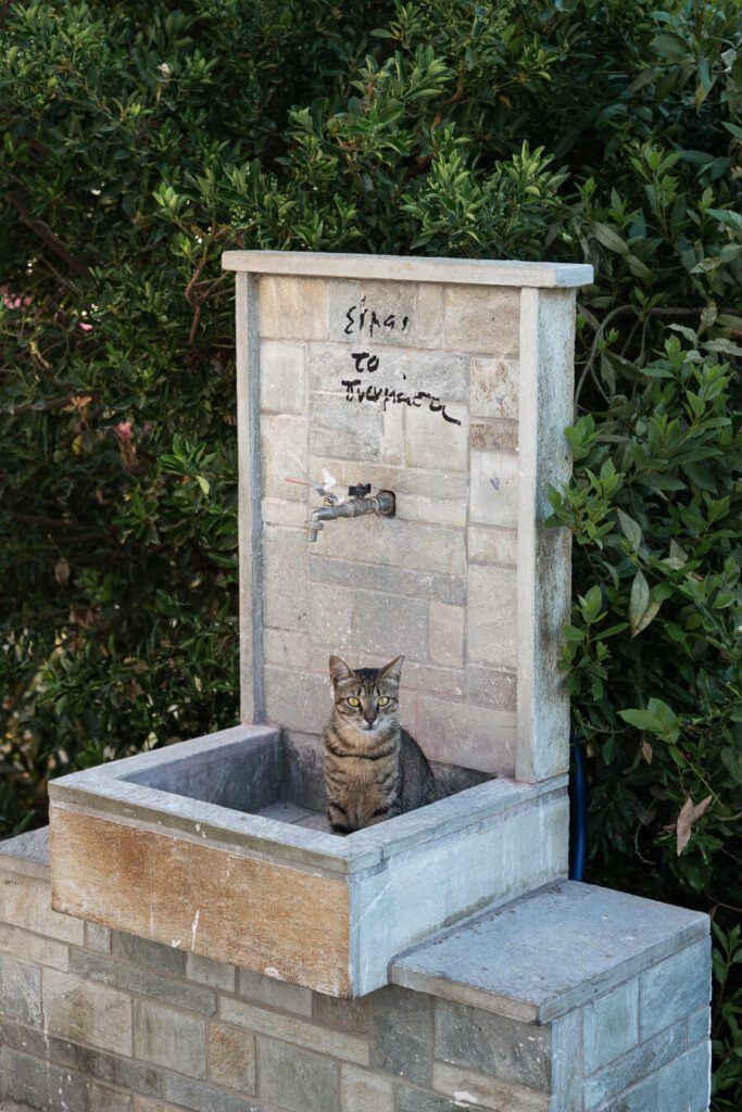 a cat in a fountain in Skiathos, Greece