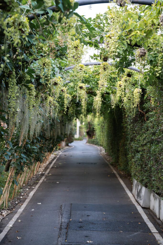 a lush green path in thailand