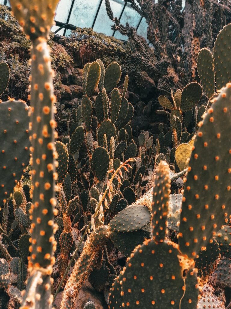 brown cactus plants