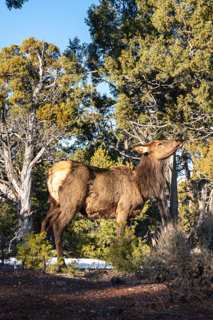 Elk at Grand Canyon south rim