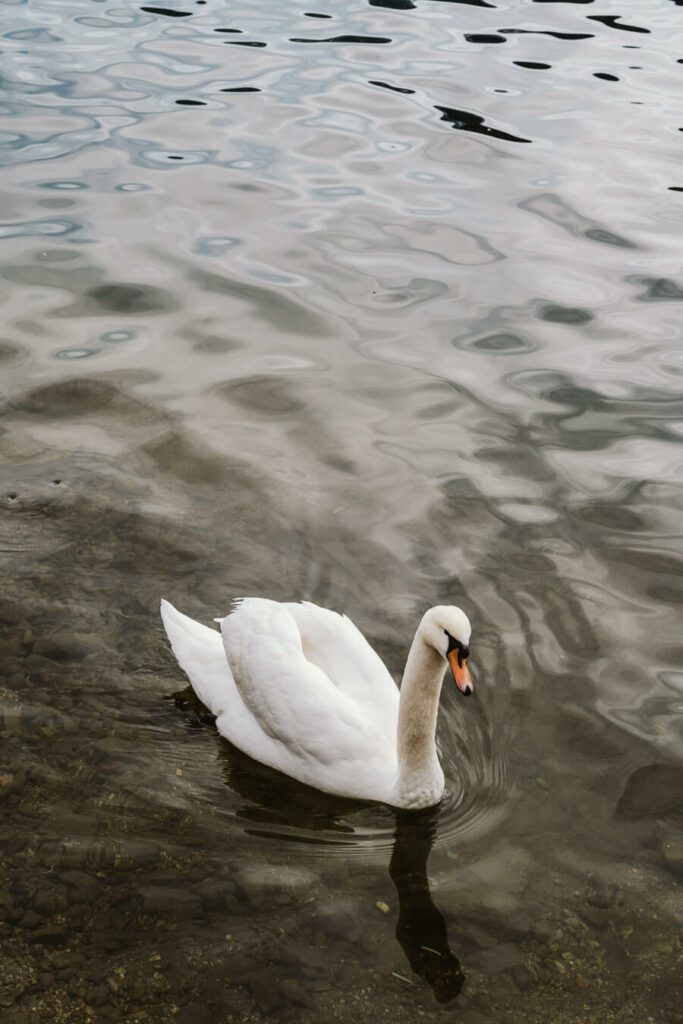 swan in Hallstatt Lake