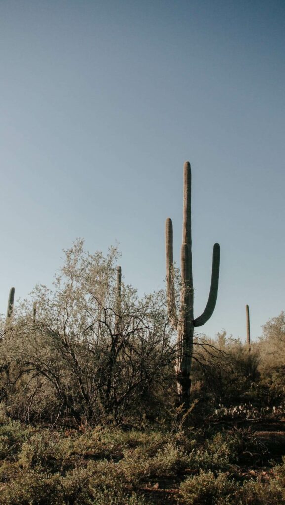 Cactus in park in Arizona