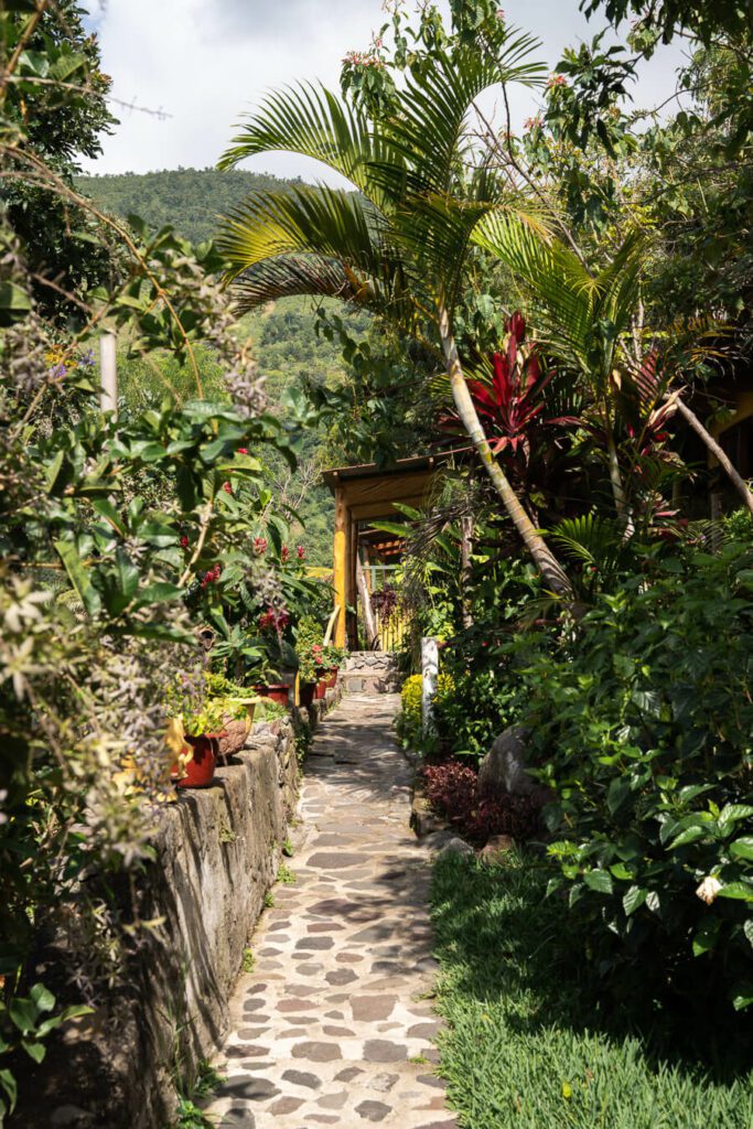 foliage and garden in Guatemala