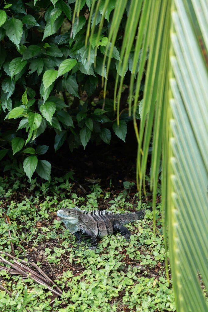iguana in costa rica