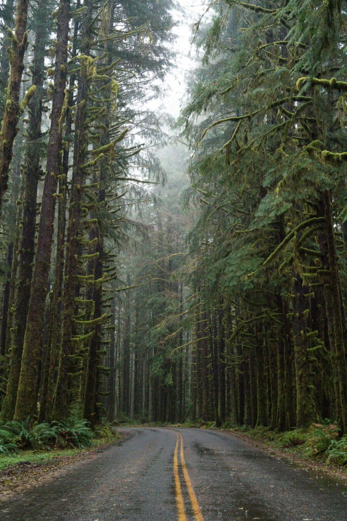 a road through a forest on the Olympic Peninsula