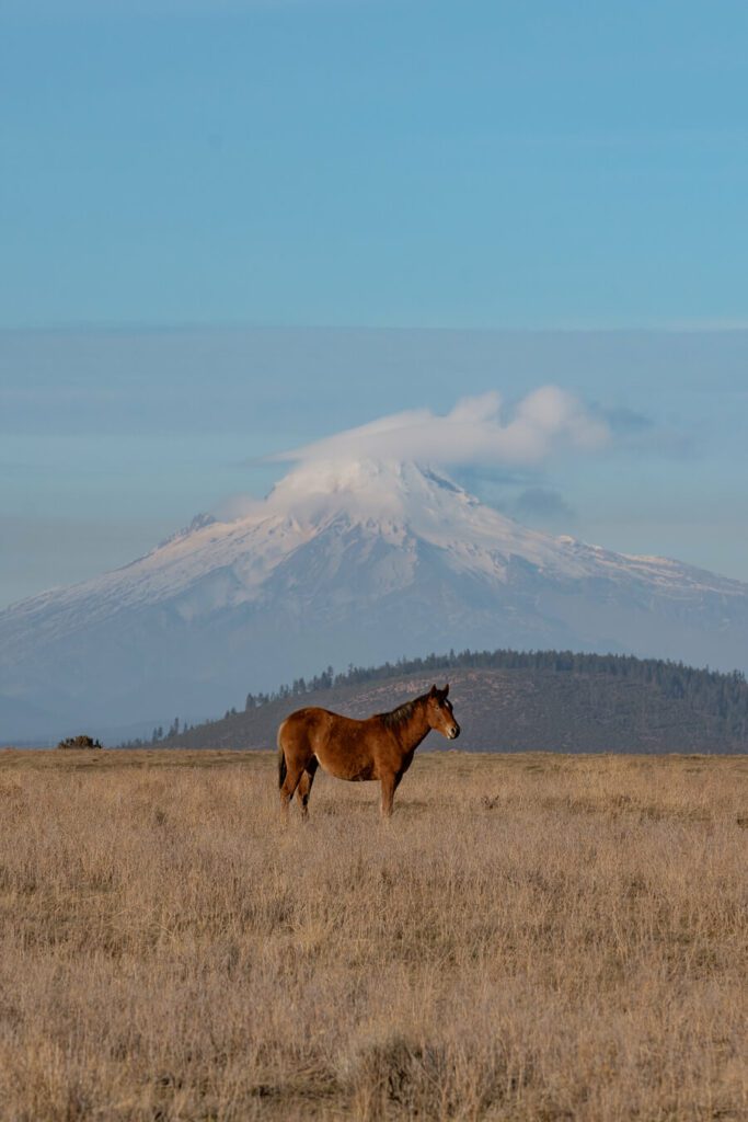 wild horse with mt hood in the distance