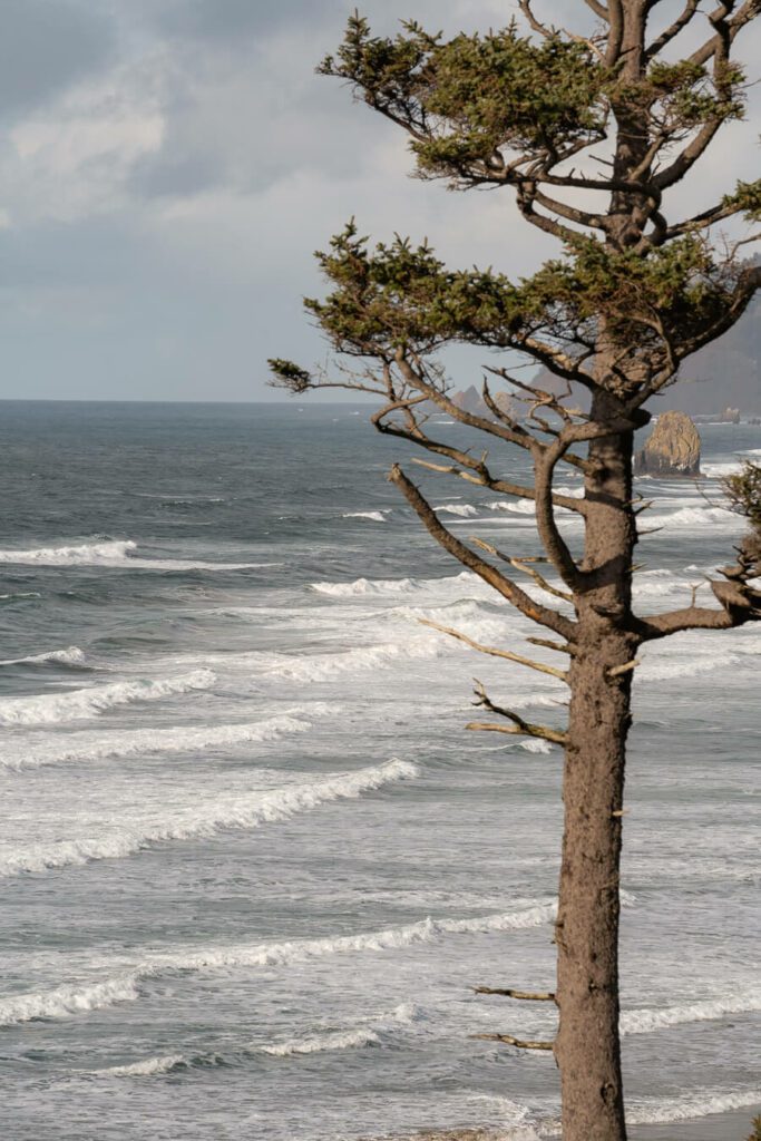 tree and ocean on the oregon coast