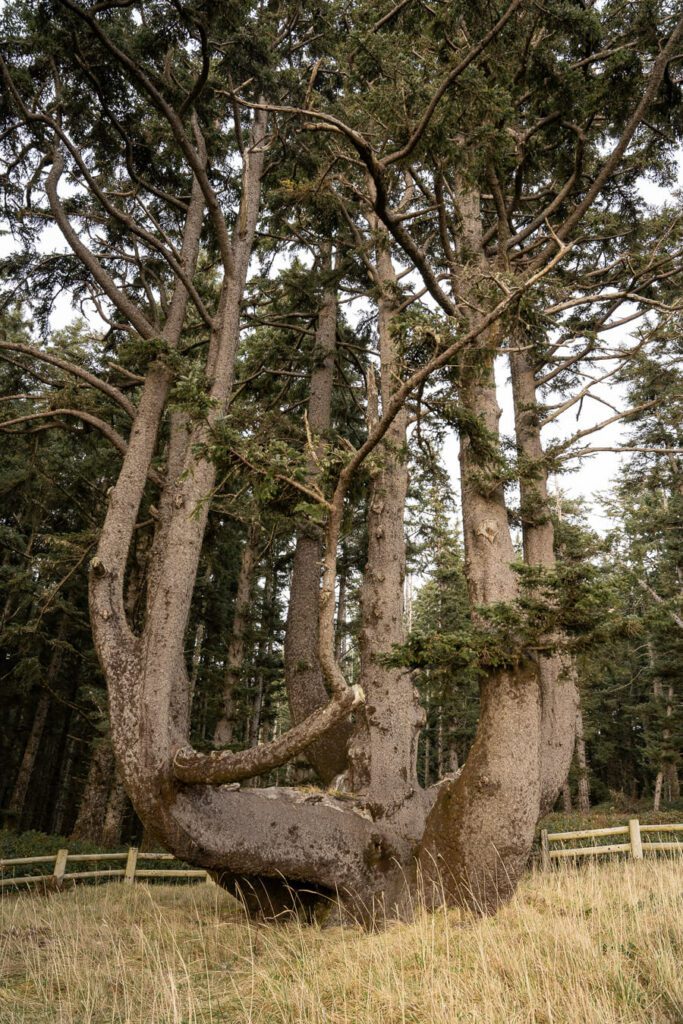octopus tree, cape meares oregon