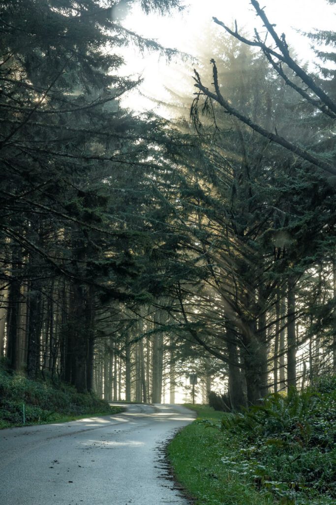 a light filled forest on a coastal road in oregon