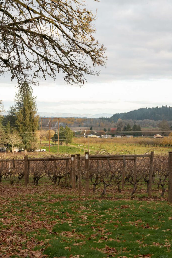 grape wines in a winery in oregon in the fall
