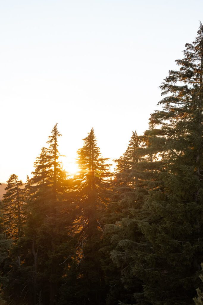 sun setting through pin trees