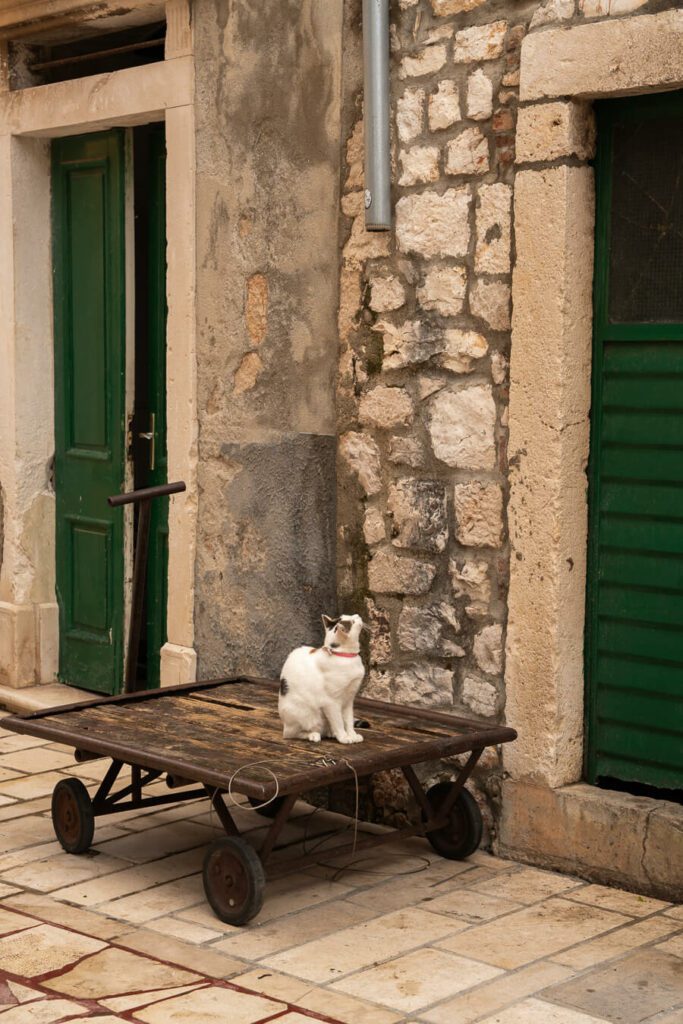 cat on trolley in Skor Square, stari grad hvar