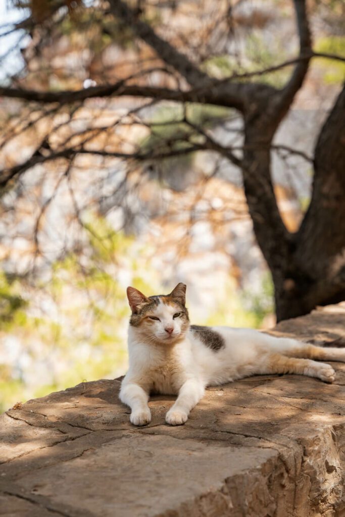cat on hydra greece