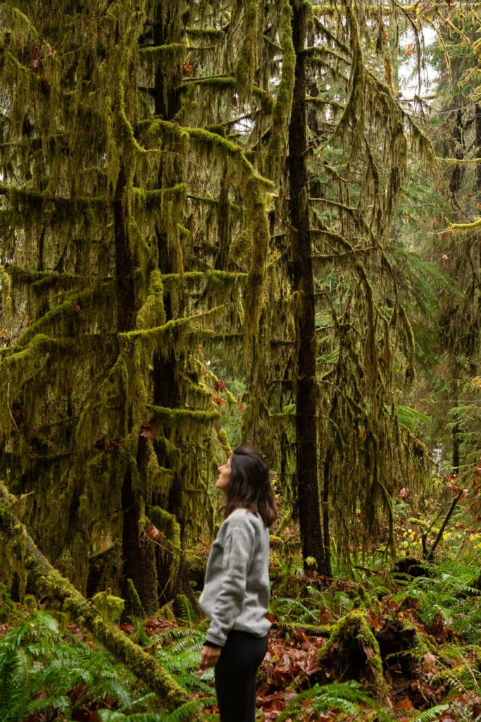 washington rainforests in the fall