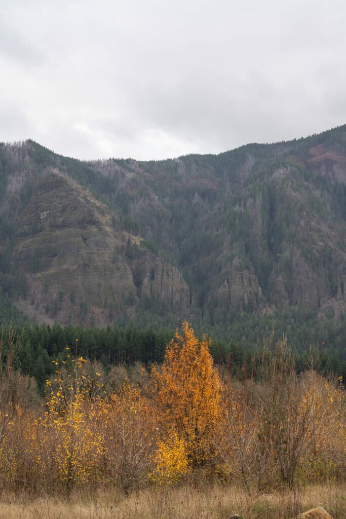 fall foliage in columbia river gorge